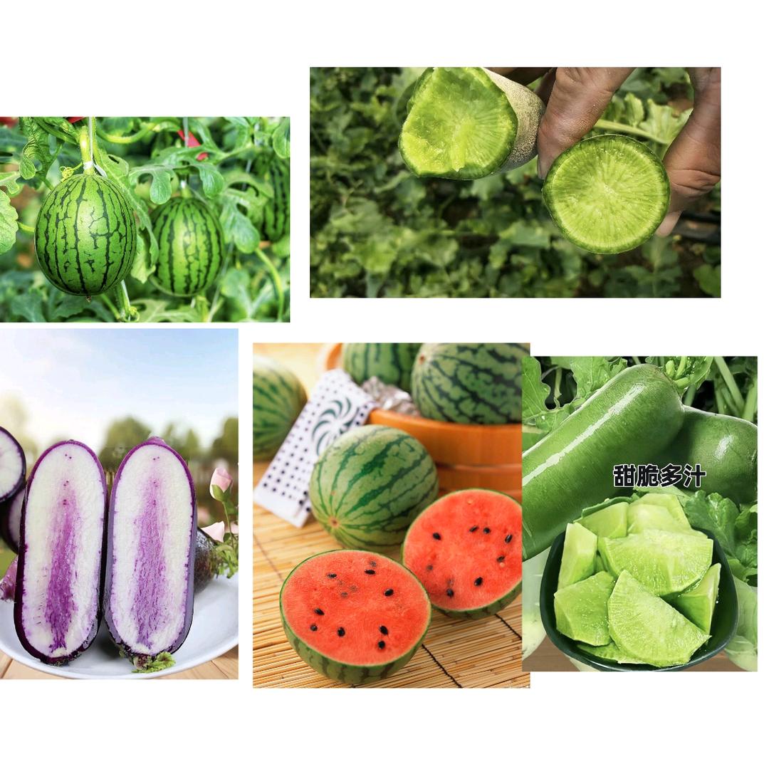 山东潍坊产区西瓜，箩卜_昭昭