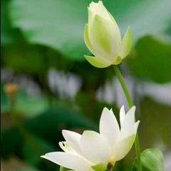 如月๑༻꧂