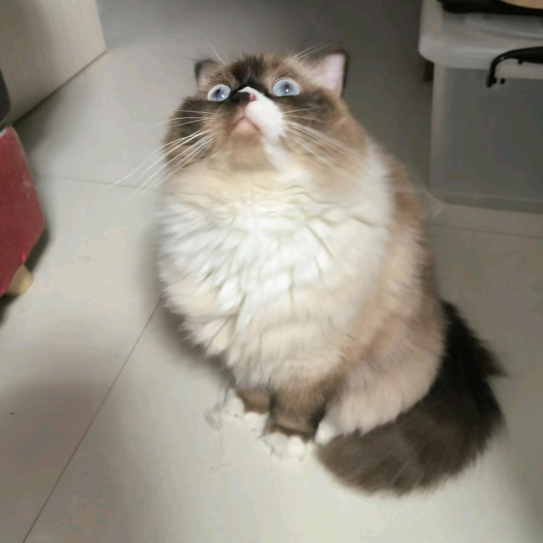 包子布偶猪