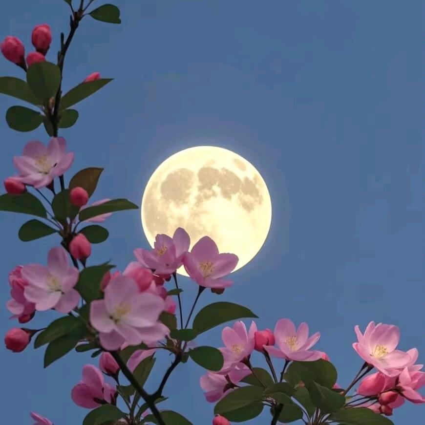 杏林明月