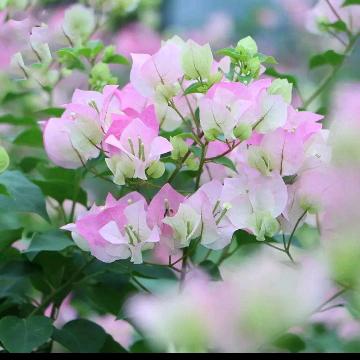 🥀ꕥ温暖✾໊ོ͡ﻬ