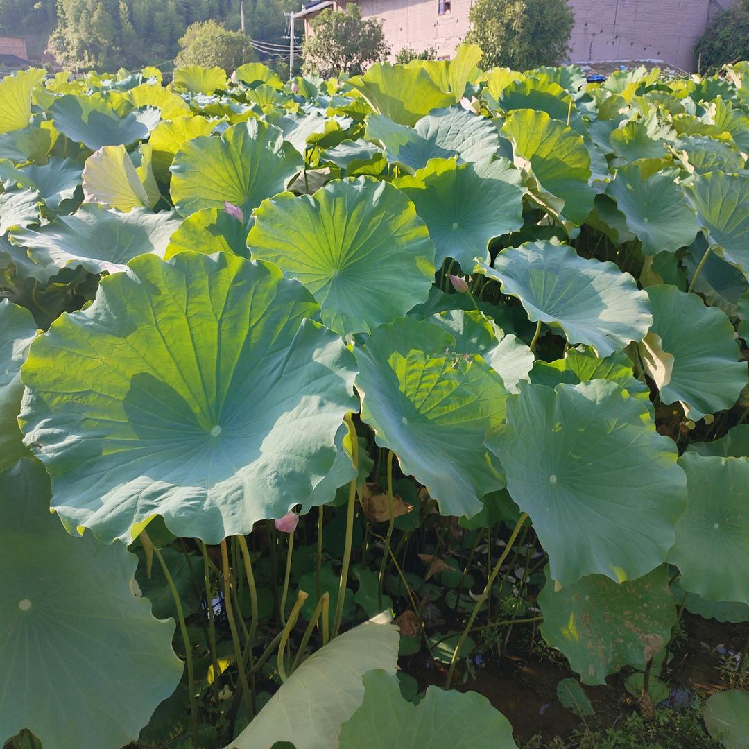 毓华