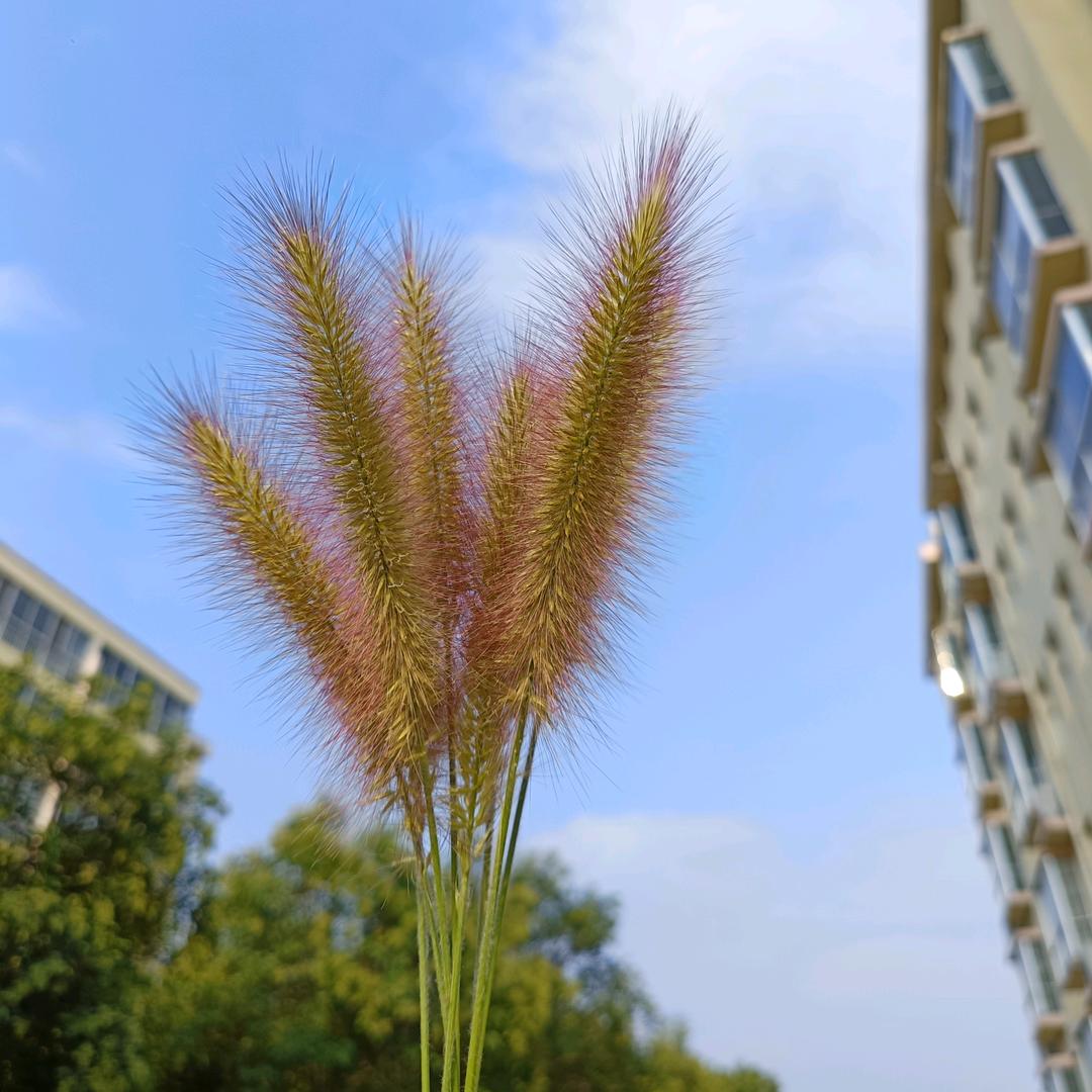 严小崔