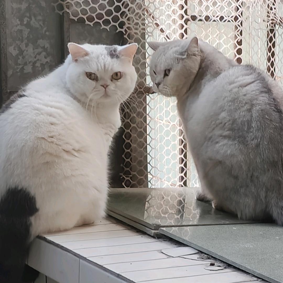 两小只的宠物之家