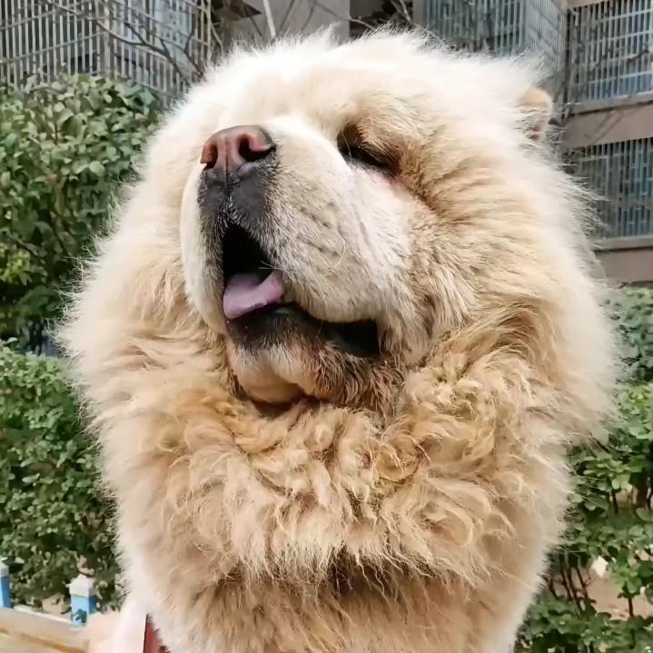 枫林晚舟