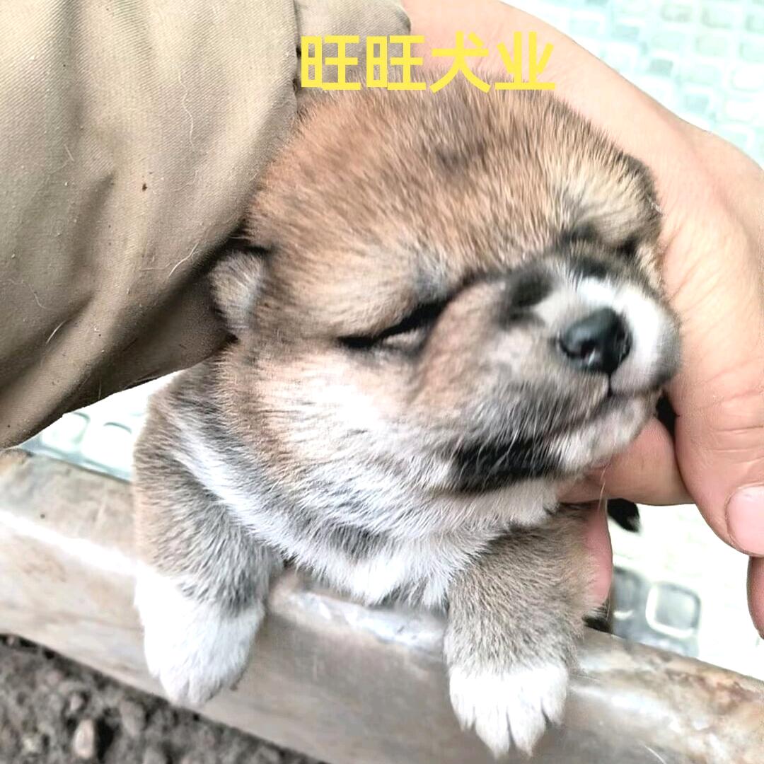 旺旺犬业