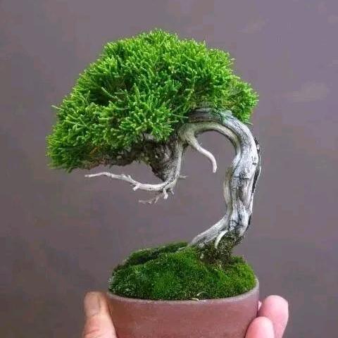蓝植园