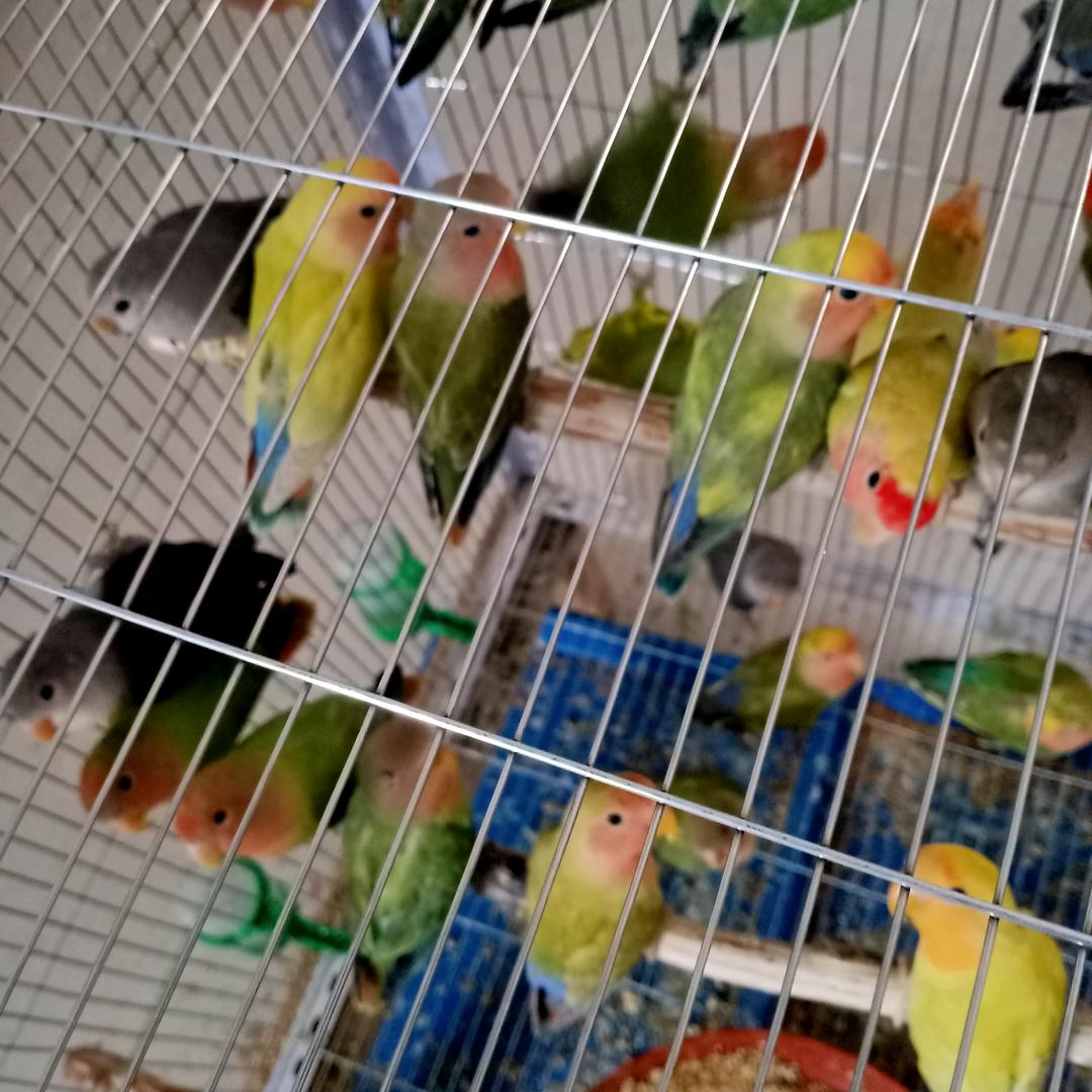 邢台牡丹鹦鹉养殖