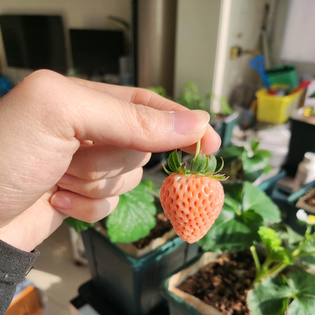 种草莓的小恐龙