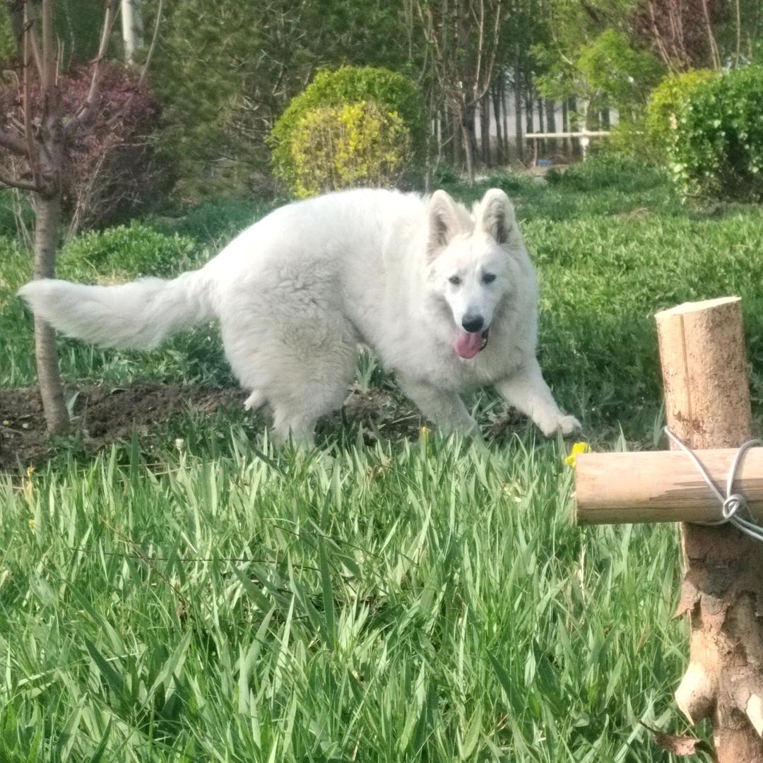 唐山永川犬舍