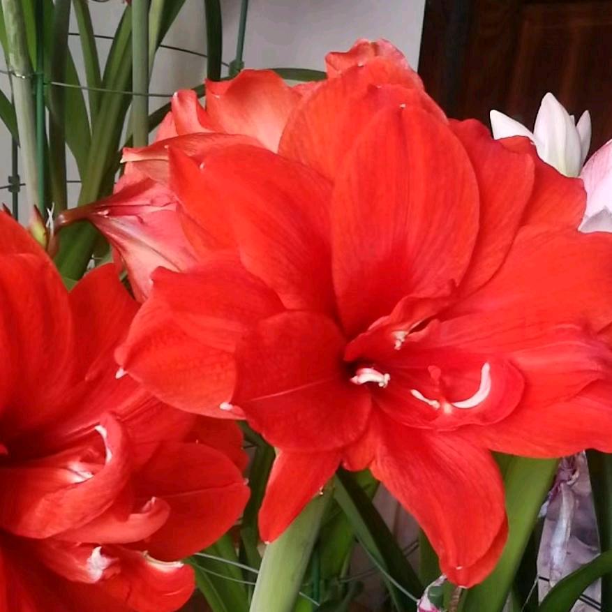 花痴花迷