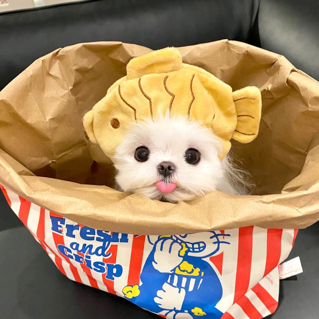 鸡爪大王ovo