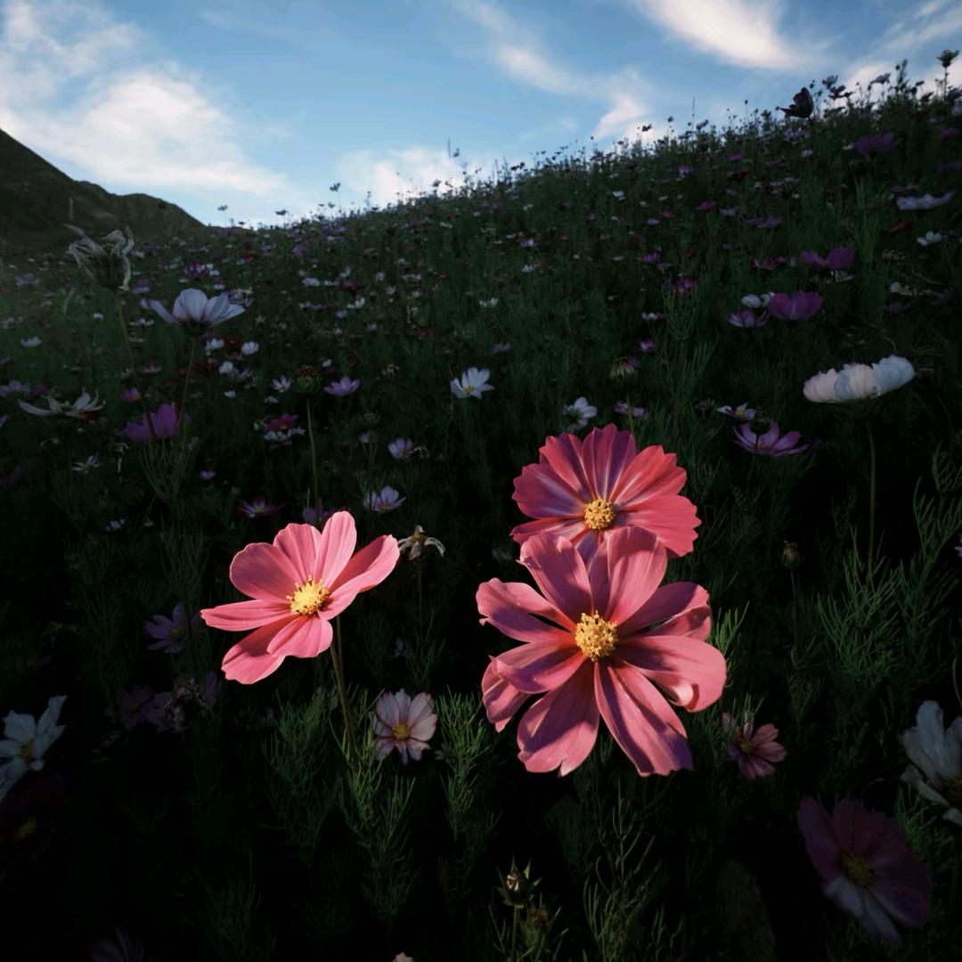 🌷🪷🌷