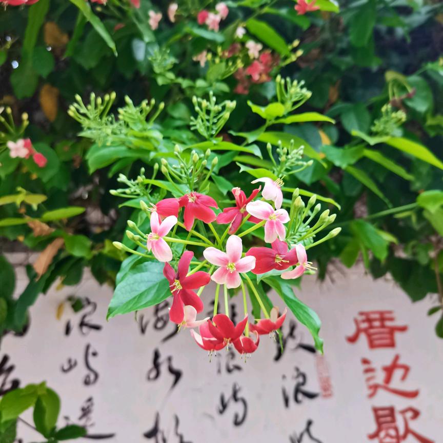 紫霞米兰