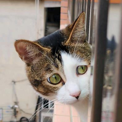 🐈爱猫的狮子狗🐕