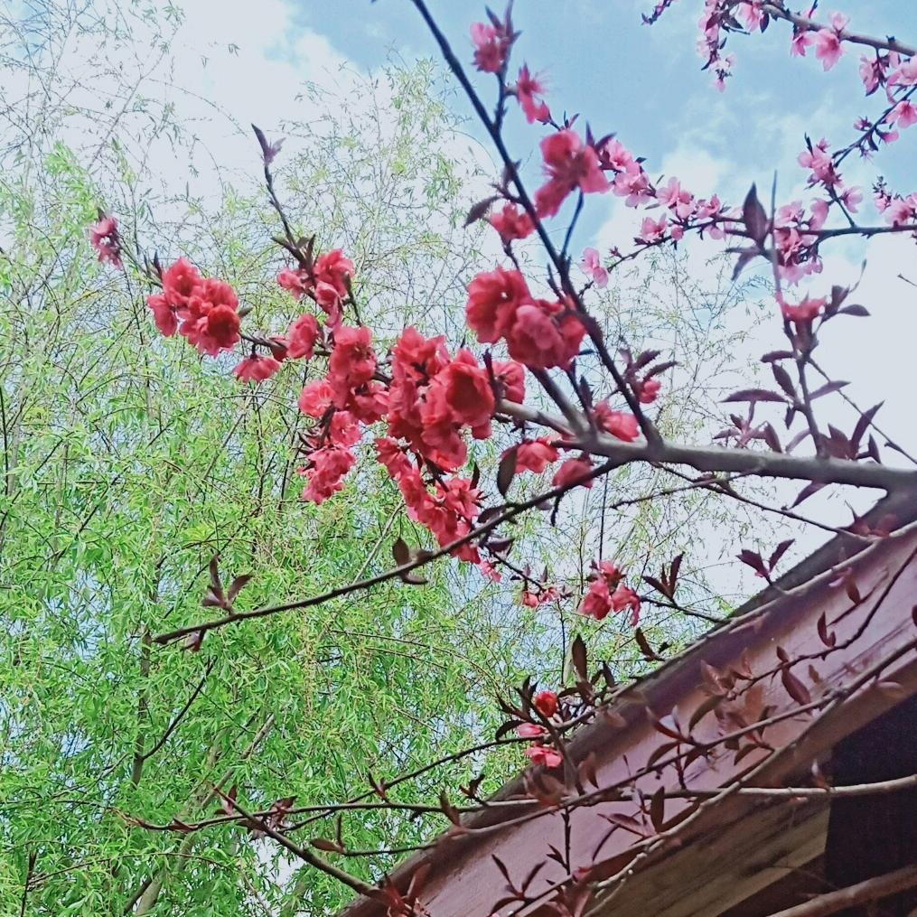 ：宝“妈”的生活