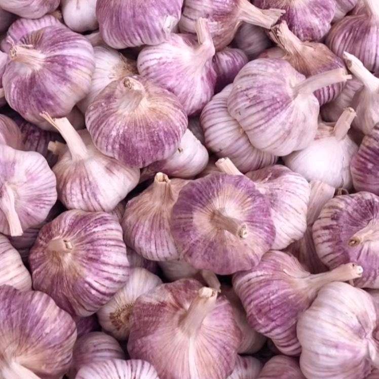 付集南村老尹蒜种批发