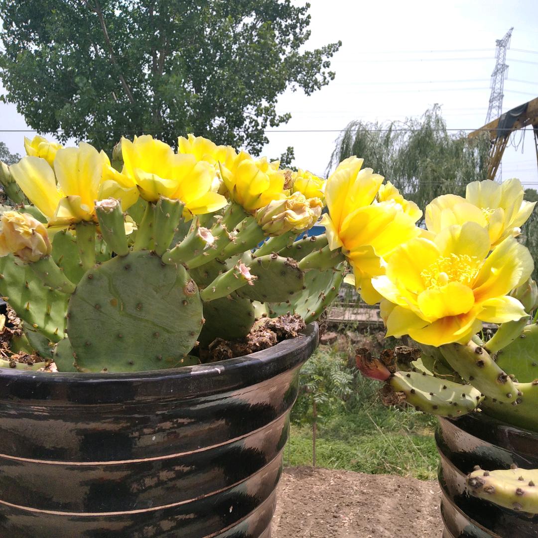 花開富貴