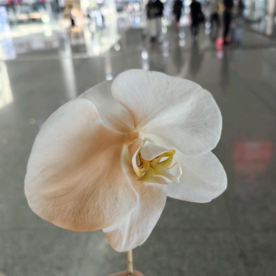 月芽🌱