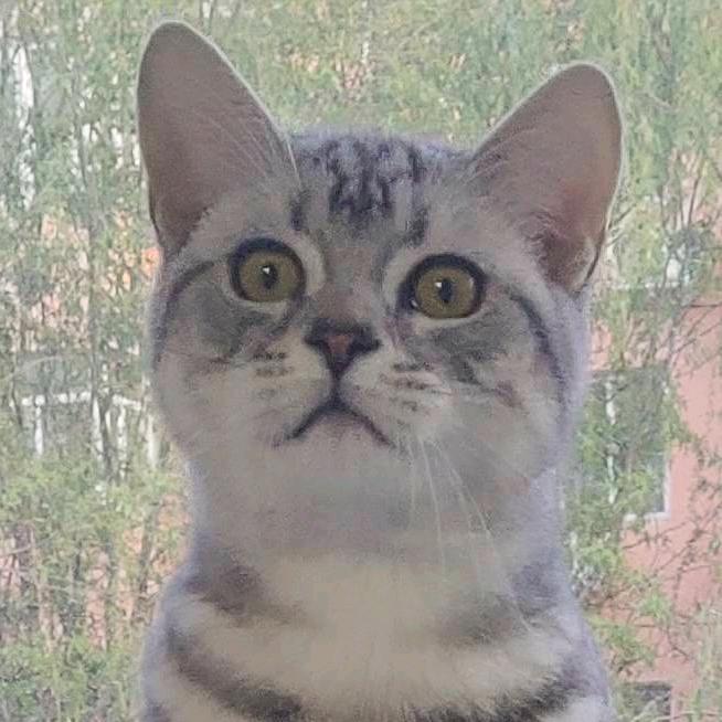 徐欢欢与米糕糕