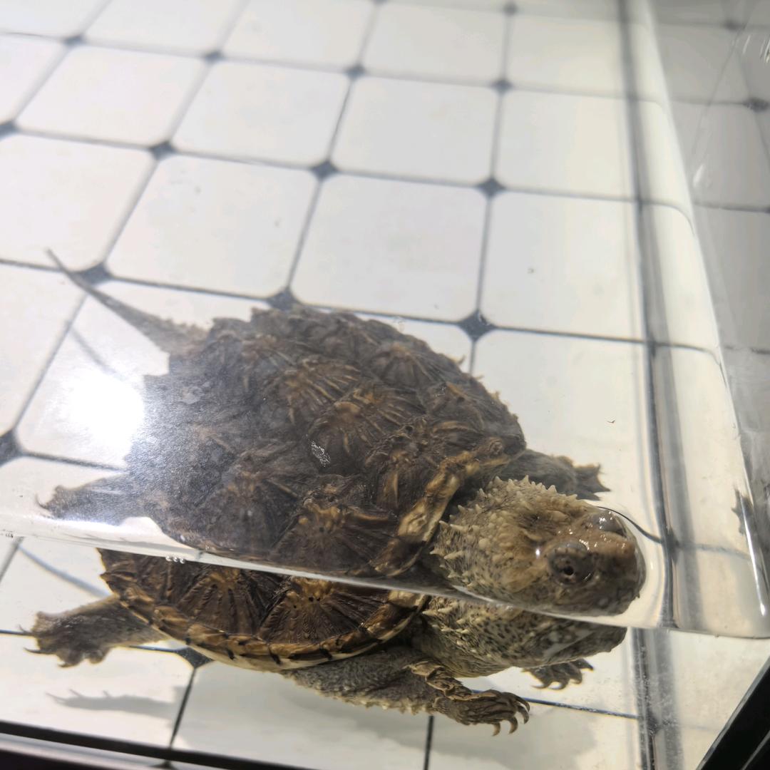 为了养龟玩路亚