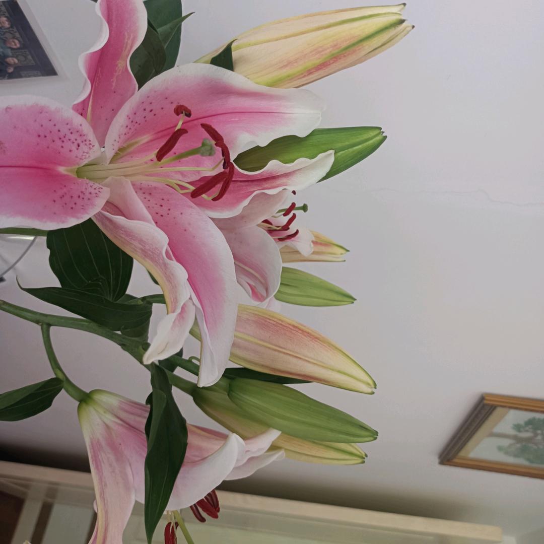 正好，专业电子扇
