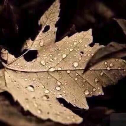 མུ་ཏིག🍁