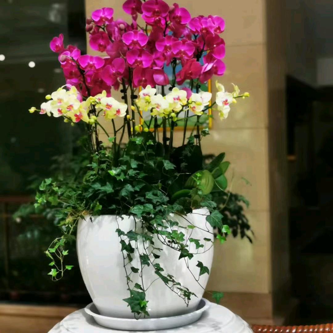 随风而去