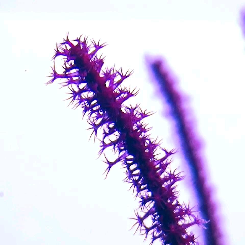 小宇的水下花园