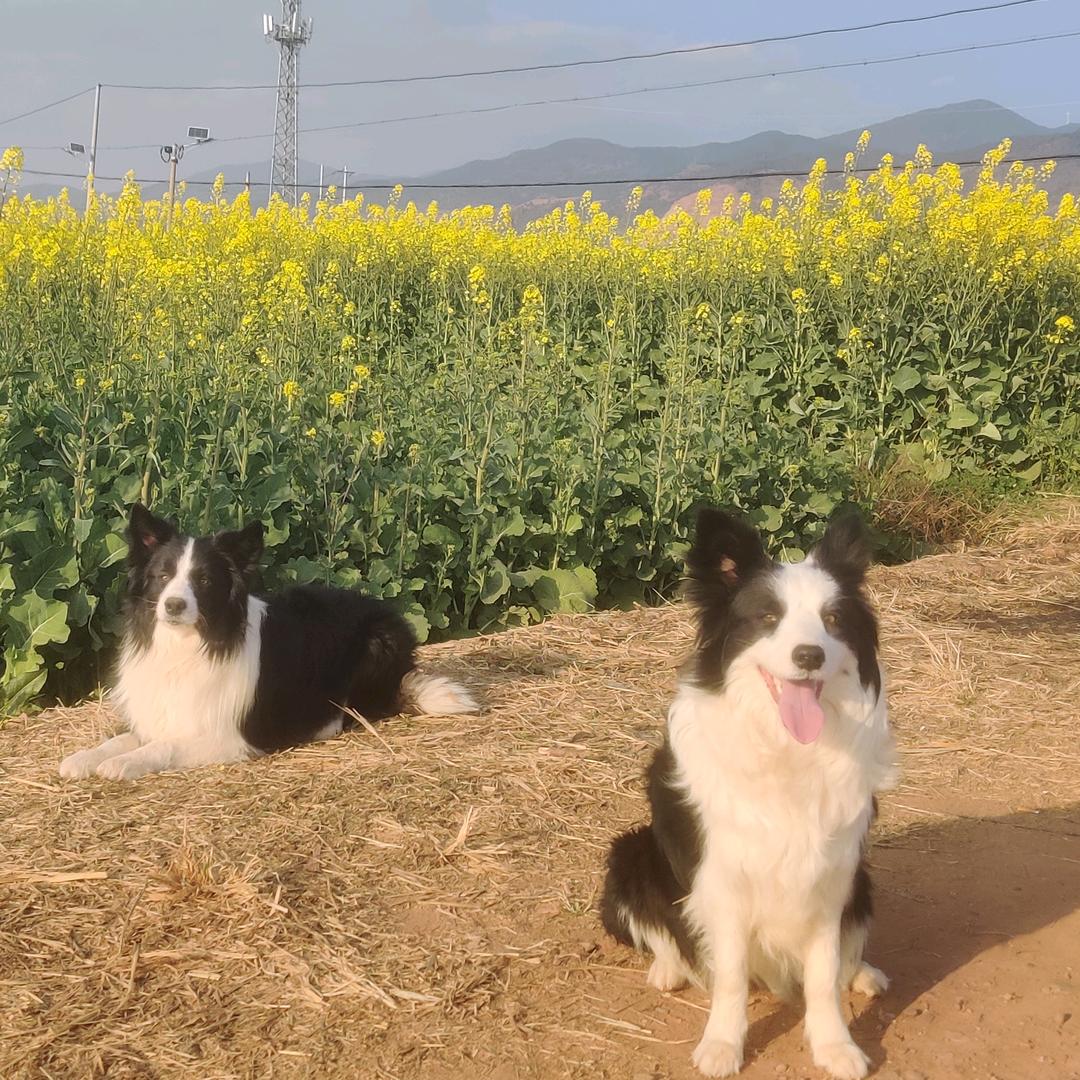 南诏♀萌宠王子