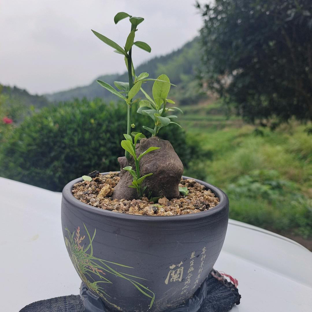 L C B( っ'-')╮ =͟͟͞͞?