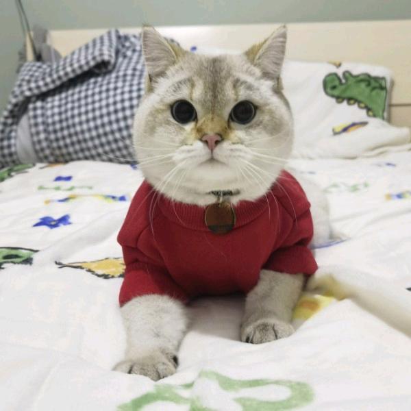 苏苏（三角洲行动）