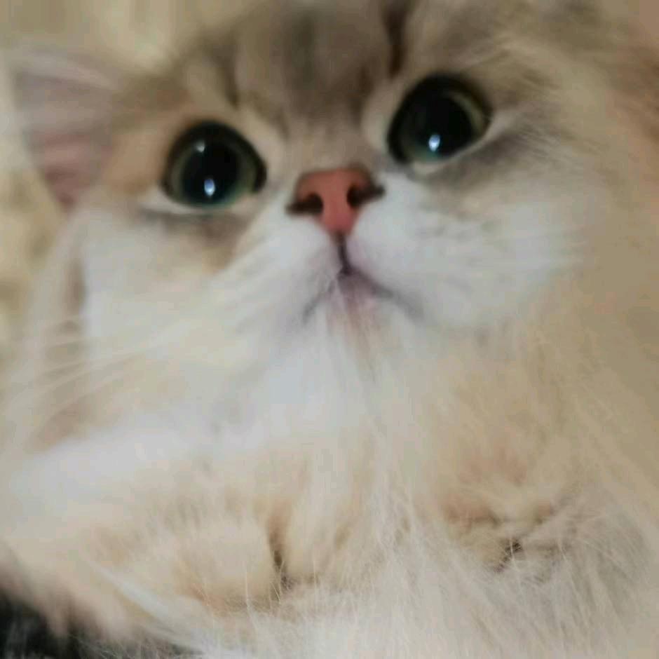 古月