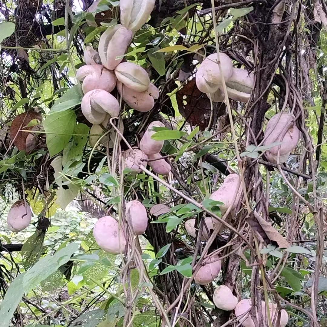 ☪️爱你爱你么么哒❤️❤️❤️