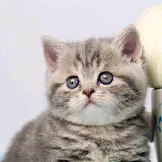 广州十三行中高端（清货号）