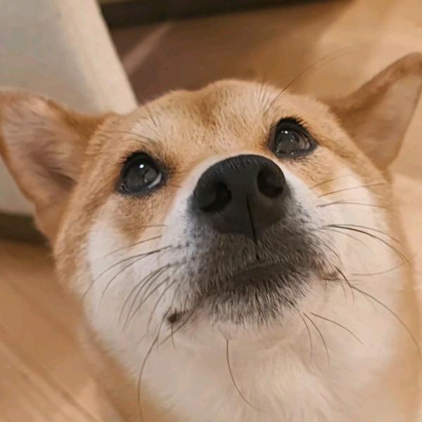 汤圆小柴圆又圆