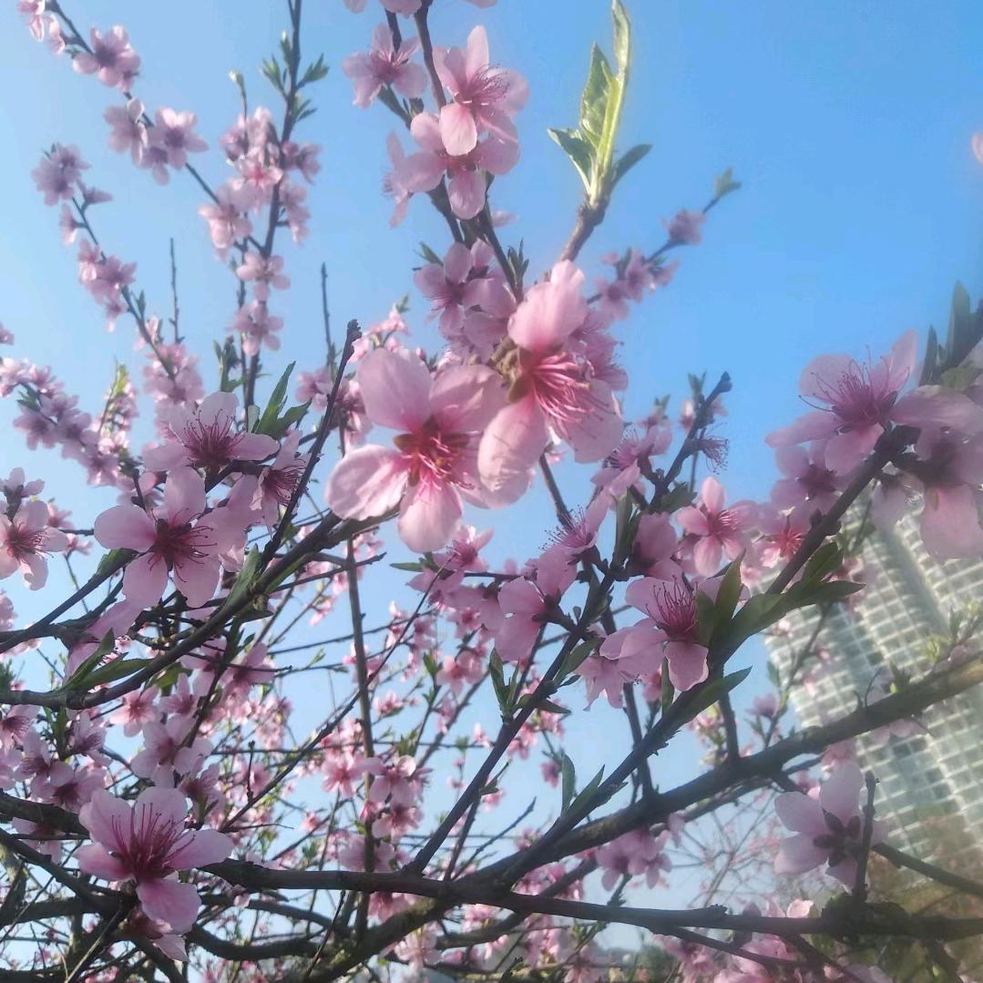 岚岚
