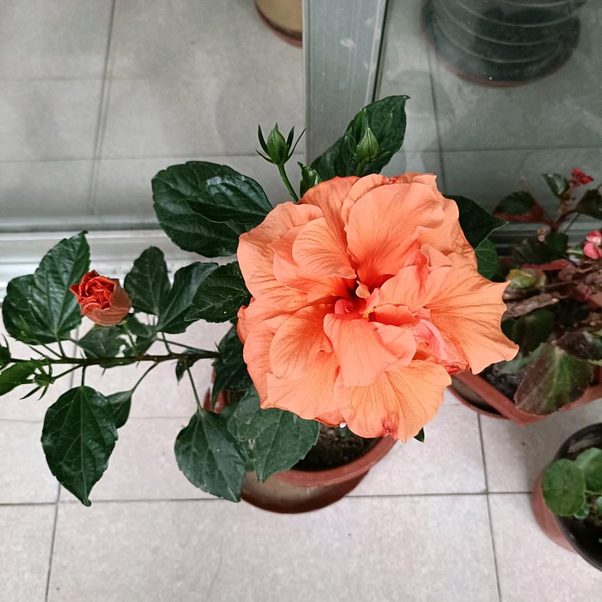 花糖
