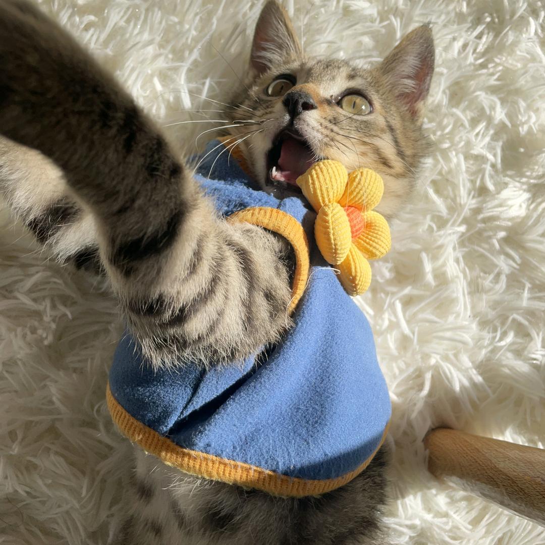 梨子大王