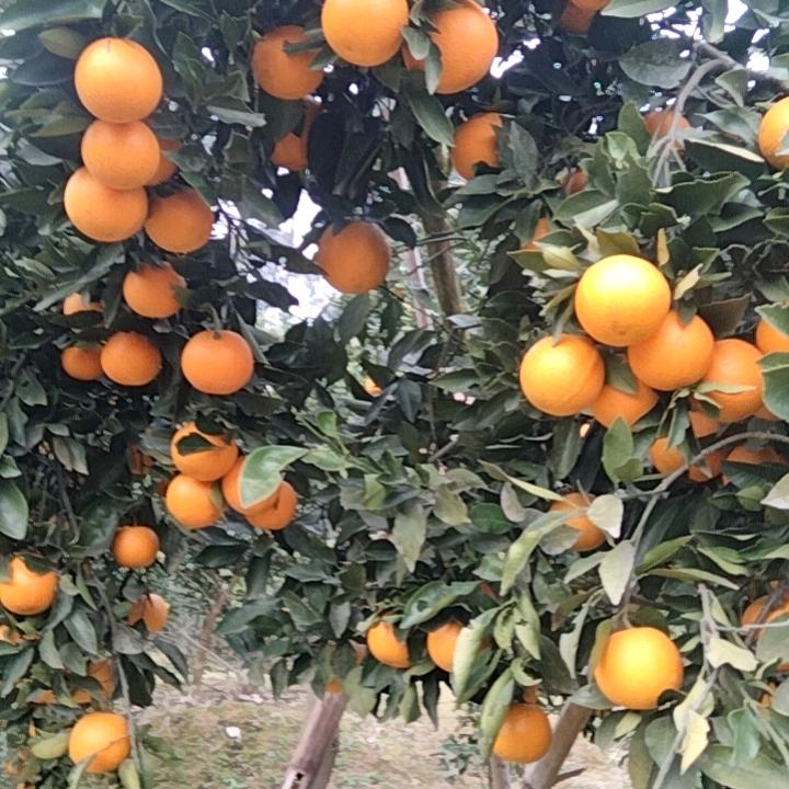 覃