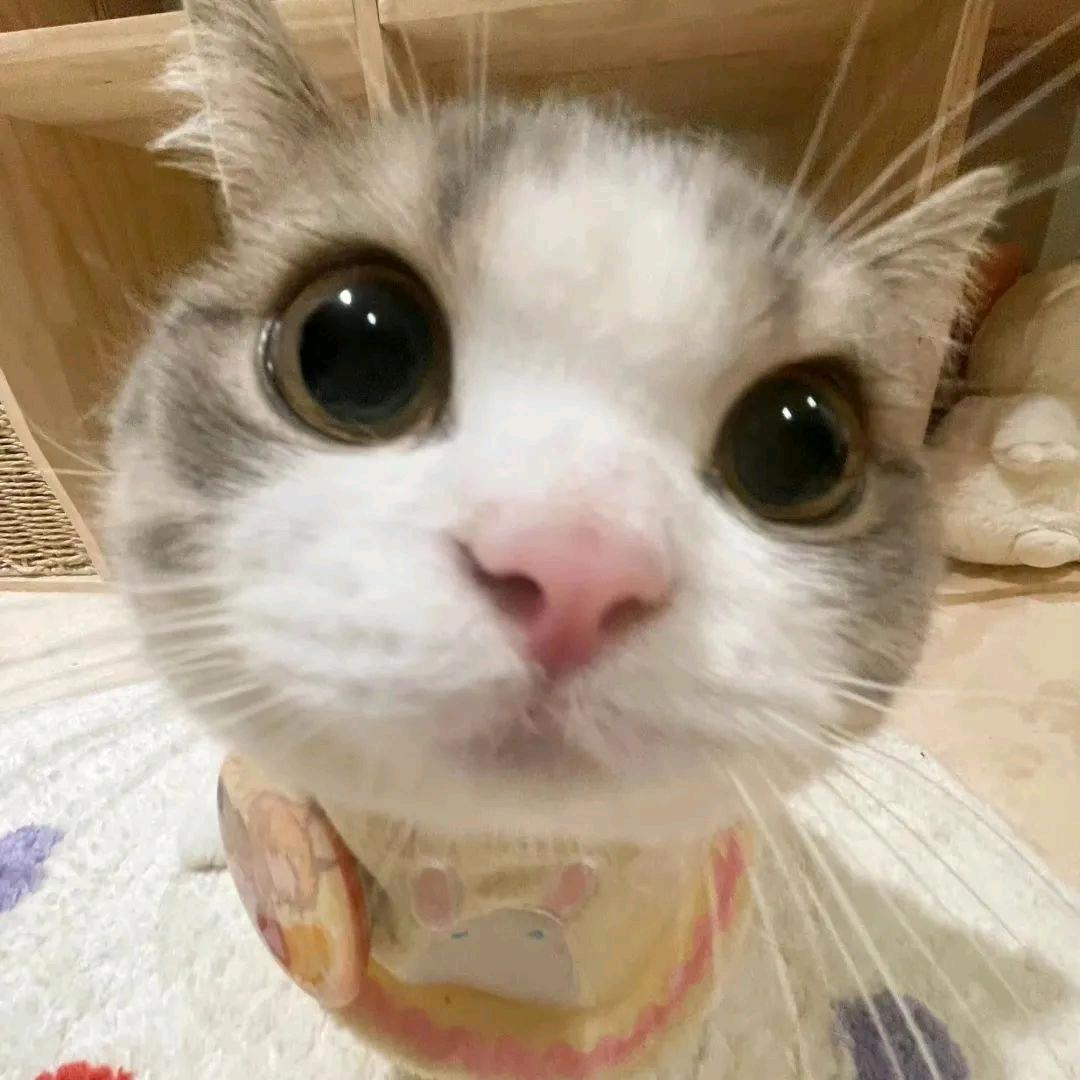 悦饼（和悟空比心版）