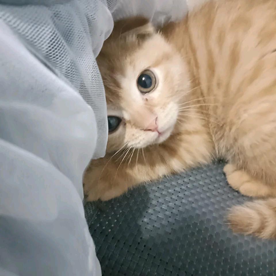meri
