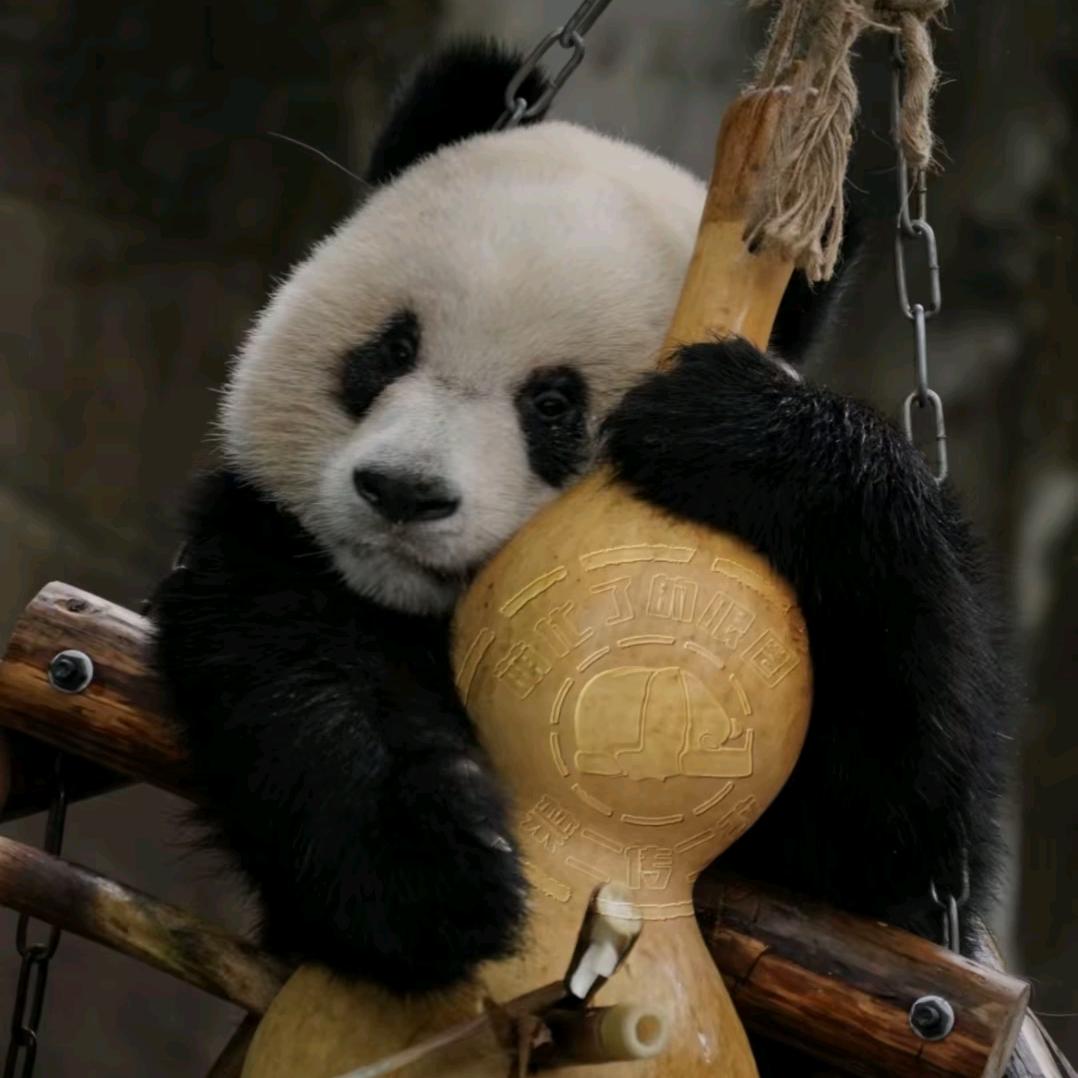 挖了个碳元儿