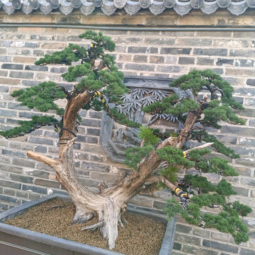 佳旺苗圃—小李