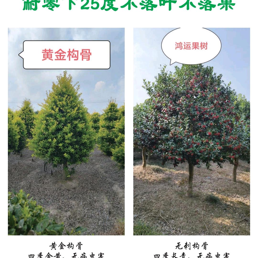 金玉满堂，鸿运果，枸骨大王