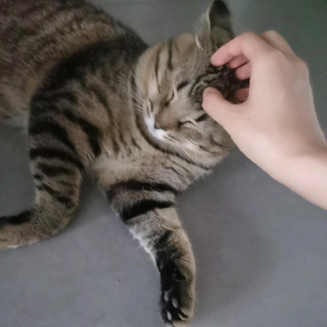 暴力蛾子