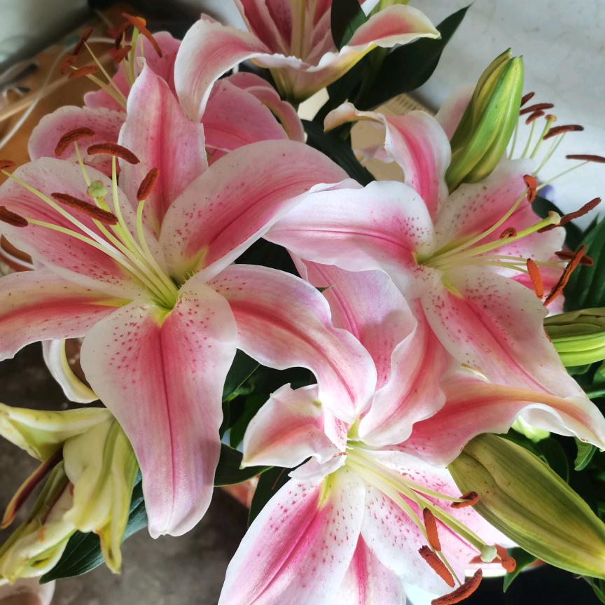 🌻人心太假我却太傻🌻