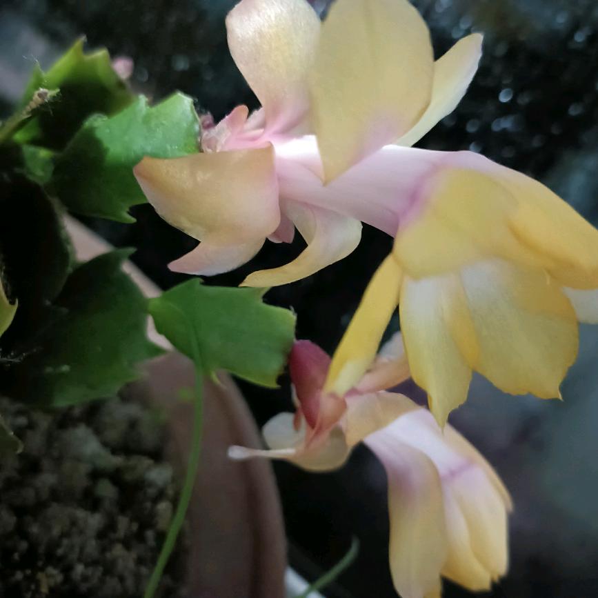 远方飘泊