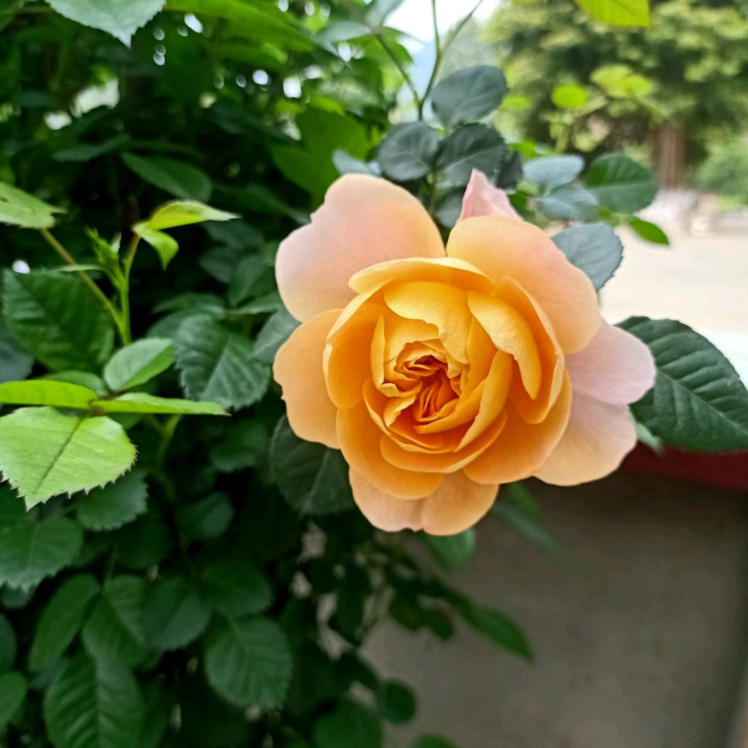 🌹寒心