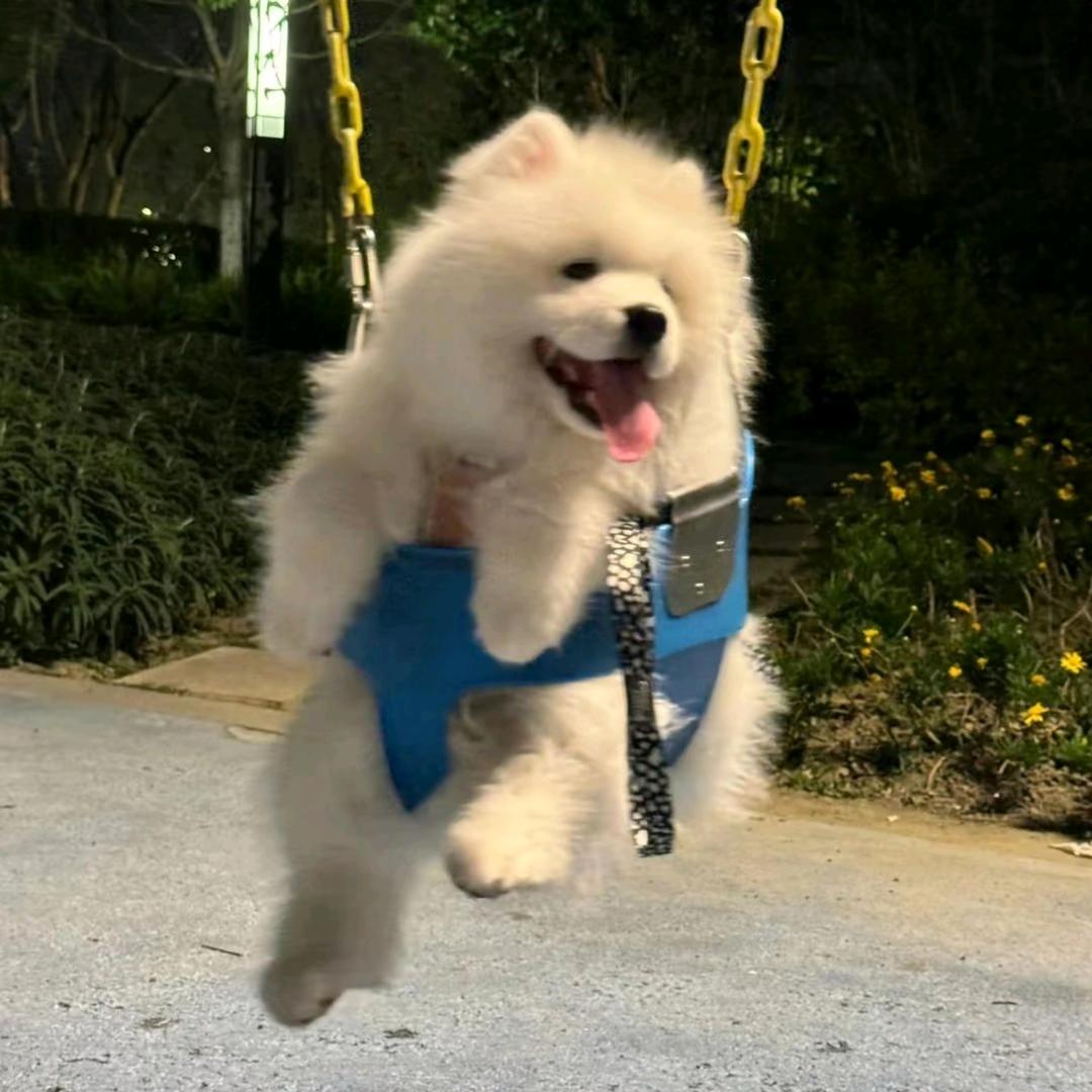 爱吃小行家